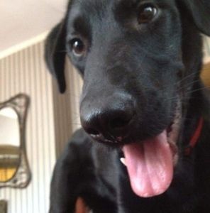 Meet your Posher, Gema